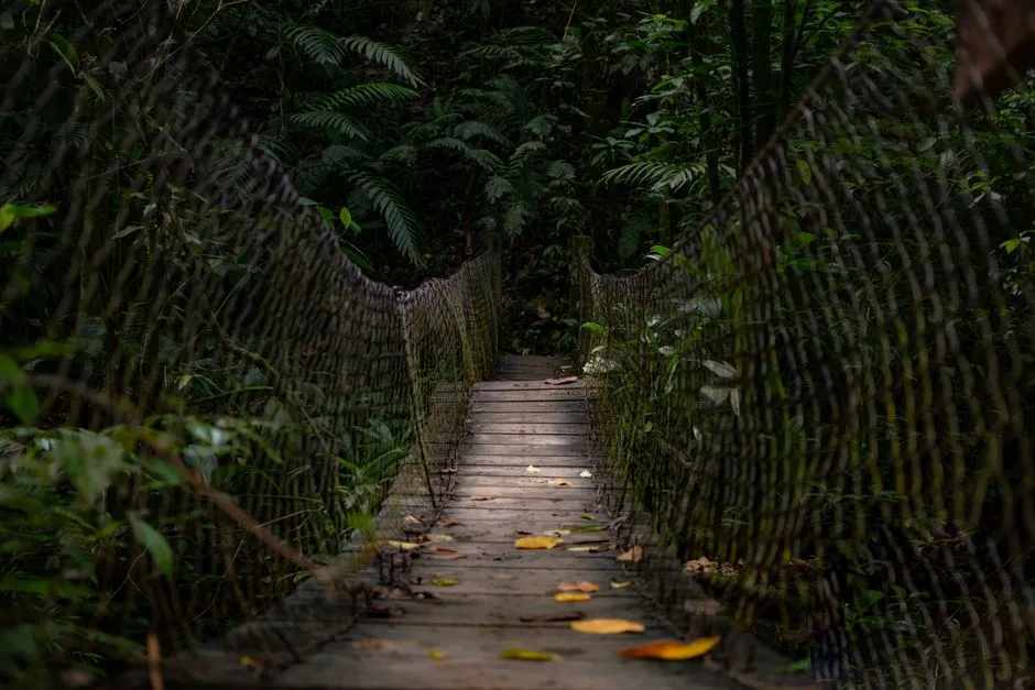 Suspension bridge through old-growth rainforest