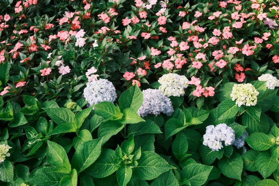 Colourful formal garden in full bloom