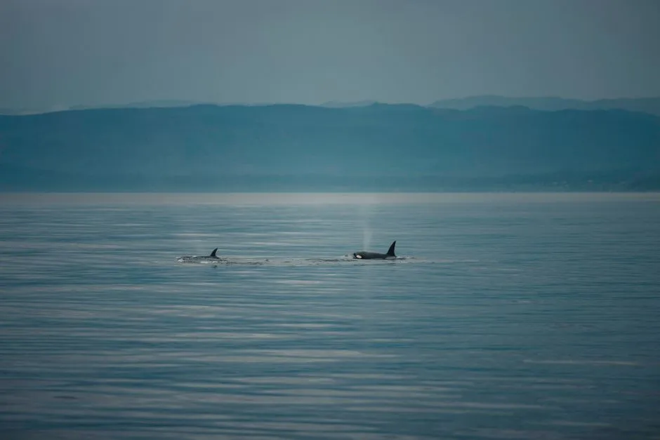 Orca surfacing near a whale-watching boat off the BC coast